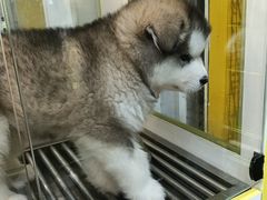 -观音桥步行街