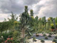 -亚龙湾国际玫瑰谷