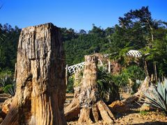 -深圳仙湖植物园