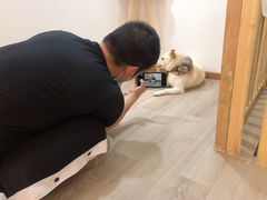 -柴迷FANS CLUB·柴犬狗咖·猫咖