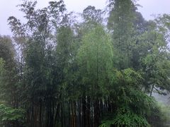 -庐山风景区花径公园