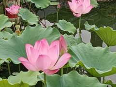 -莲花池公园