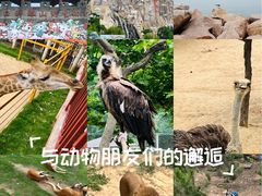 -西霞口神雕山野生动物世界