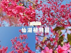 -香蜜公园