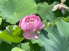 -莲花池公园
