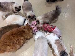 -藏猫猫咖啡主题馆(中央大道店)