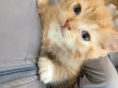 -楼上猫咖(罗湖店)