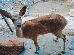 -北京鹿世界主题园