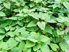 -梧桐人家中国太平国际健康颐养社区