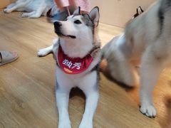 -Husky Go! 哈士奇体验馆·宠物咖啡厅狗咖
