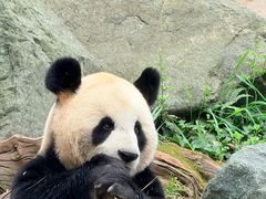 -都江堰中华大熊猫苑