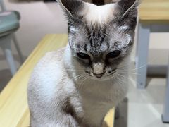 -藏猫猫咖啡主题馆(中央大道店)