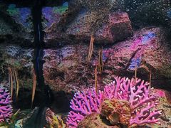 -暹罗海洋世界
