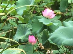 -新湖明珠城
