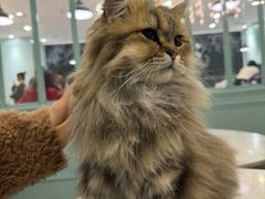 -安格丽娜·狗咖·猫咖羊驼咖(春熙路百盛商场店)