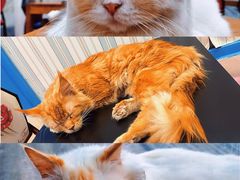 -猫小院猫主题咖啡厅(北锣店)