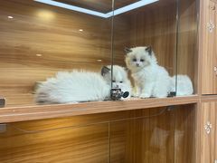 -猫十亿·布偶金渐层·曼基康矮脚猫舍(青年路店)