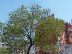 -圣·阿列克谢耶夫教堂