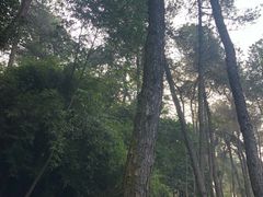 -铁山坪森林公园