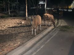 -清迈夜间动物园