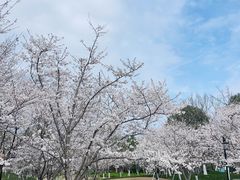 -径山花海