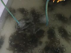 -黄记滆湖大闸蟹