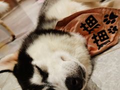 -Husky Go! 哈士奇体验馆·宠物咖啡厅狗咖