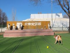 -宠乐会宠物乐园