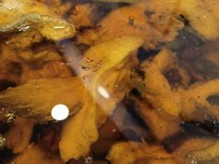 水煮鱼-红京鱼(西坝河店)
