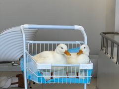 -怪兽屋·羊驼·猫咖·狗咖(俊华广场店)