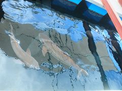 -东姑阿都拉曼海洋公园
