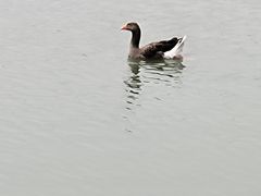-羊山湖公园