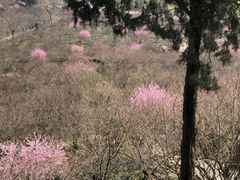 -香雪海