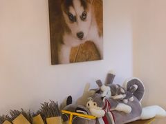 -Husky Go! 哈士奇体验馆·宠物咖啡厅狗咖