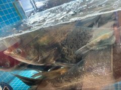 -浔味·山屿湖·正宗淳牌全鱼宴老字号