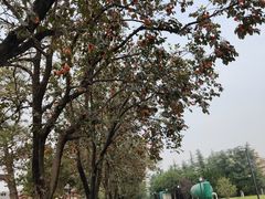 -洛阳古墓博物馆