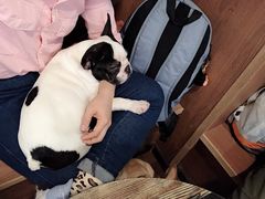 -柯斗斗主题餐厅·狗咖·围炉煮茶·茶饮(国瑞升平里店)