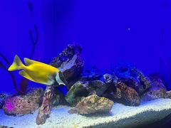 -上海海洋水族馆