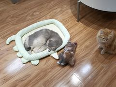 -MOCHA明星猫咖(田子坊店)