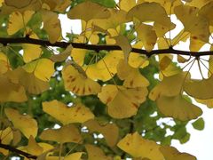 -鹿岛会员店 (龙湖三千集天街店)