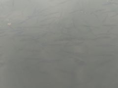 -西湖外事游船(花港观鱼码头)