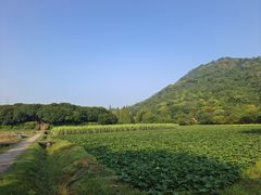 -八卦田遗址公园