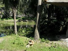 -深圳野生动物园