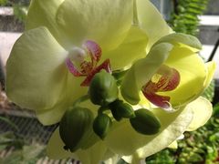 -北京植物园-展览温室