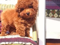 -上海博宽羽毛球馆(双桥路分部)