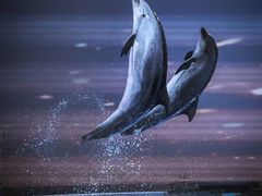 -上海海昌海洋公园