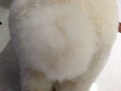 iphone_upload_pic-唐小姐の猫狗洗护·购宠旗舰店(周浦万达店)