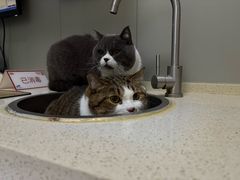 -伟伟宠物医院·瑞派猫友好医院·猫科(光谷店)