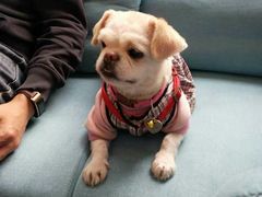 -爱妮康宠物医院·干细胞免疫细胞·肿瘤·心脏(张江店)