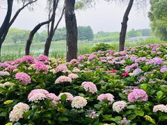 -虎丘湿地公园